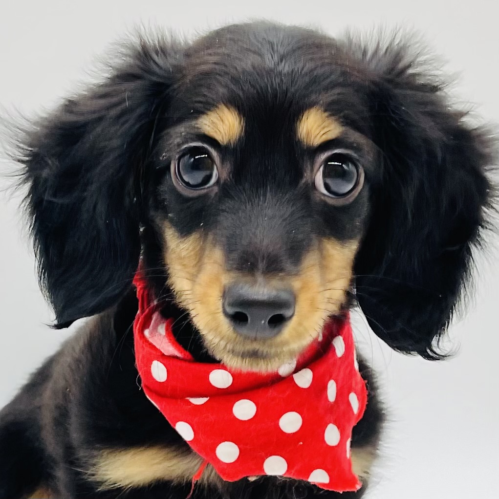 ミニチュア・ダックスフンド｜ペット検索｜ペット大好き！